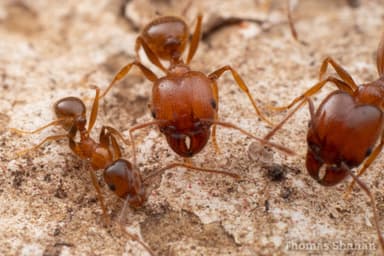 Pheidole dentata photo 19
