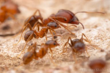 Pheidole dentata photo 20