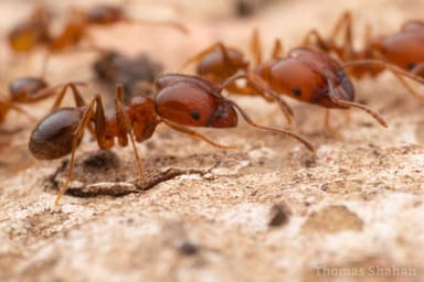 Pheidole dentata photo 21