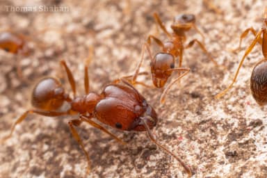 Pheidole dentata photo 22