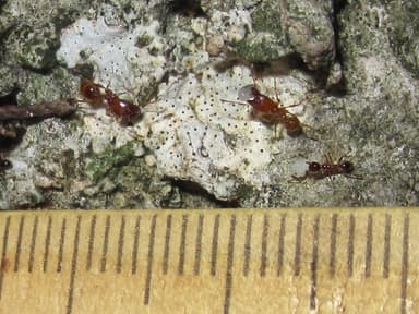 Pheidole dentata photo 23