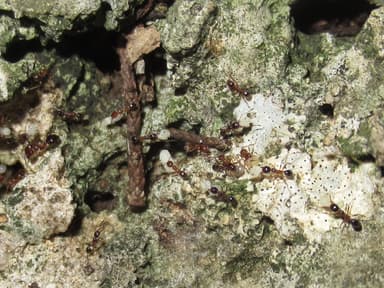Pheidole dentata photo 24