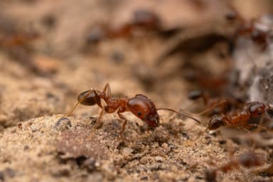 Pheidole dentata photo 28