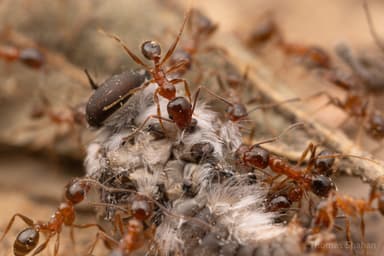 Pheidole dentata photo 30