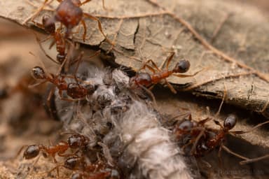 Pheidole dentata photo 31
