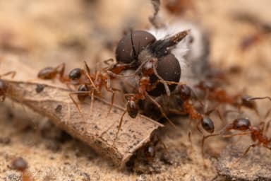 Pheidole dentata photo 32