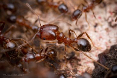 Pheidole dentata photo 33