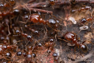 Pheidole dentata photo 34