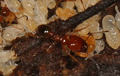 Pheidole dentata photo 35