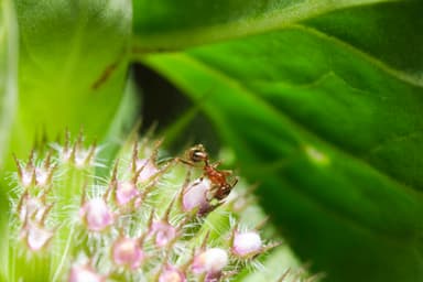 Pheidole dentata photo 36