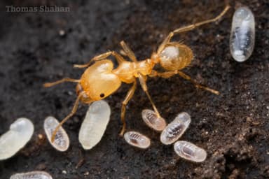 Pheidole dentata photo 37