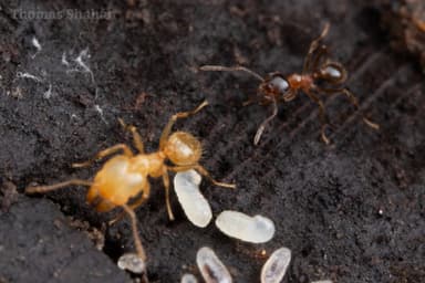 Pheidole dentata photo 38