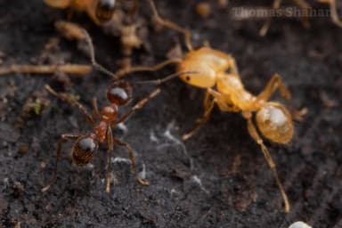Pheidole dentata photo 39