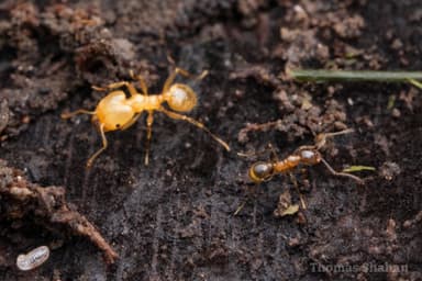Pheidole dentata photo 40