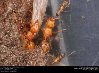 Pheidole dentata — queen photo 1