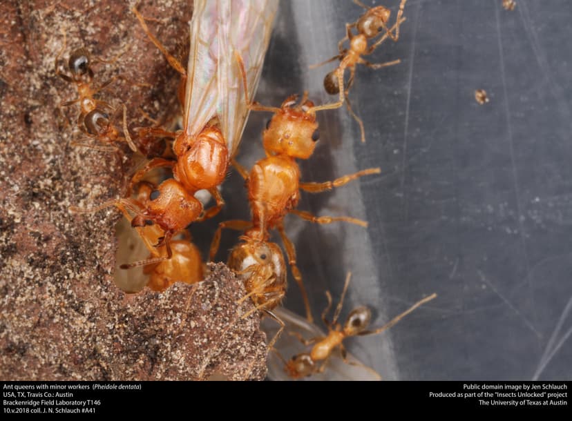 Pheidole dentata photo 1