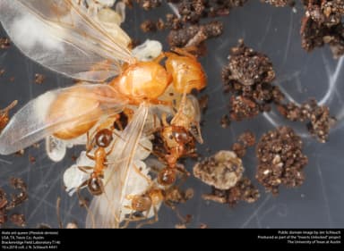Pheidole dentata — queen photo 4