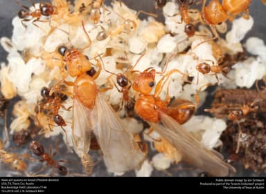 Pheidole dentata — queen photo 6