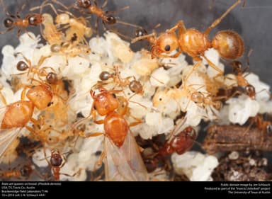 Pheidole dentata — queen photo 7