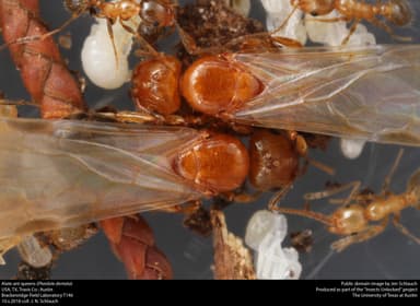 Pheidole dentata — queen photo 8