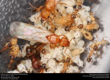 Pheidole dentata — queen photo 9