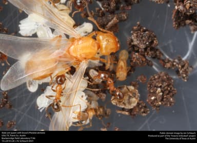 Pheidole dentata — queen photo 10