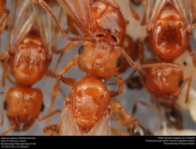 Pheidole dentata — queen photo 11