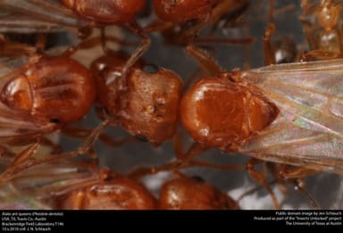 Pheidole dentata — queen photo 12