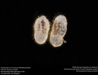 Pheidole dentata — colony photo 13