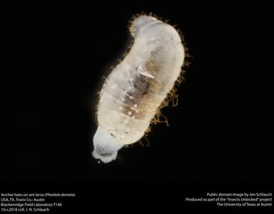 Pheidole dentata — colony photo 14