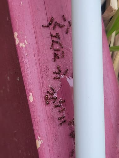 Pheidole dentata photo 15