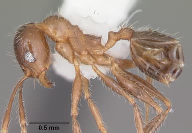 Pheidole dentata — queen photo 17