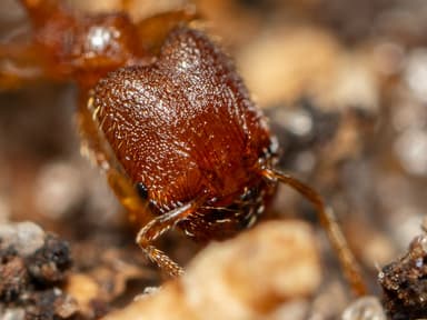 Pheidole dentigula photo 14
