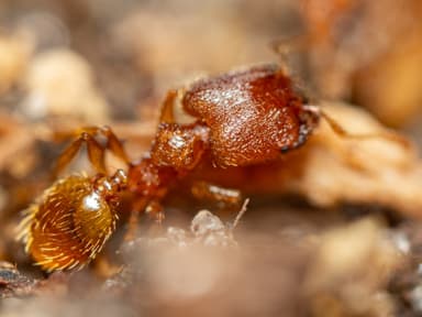 Pheidole dentigula photo 15
