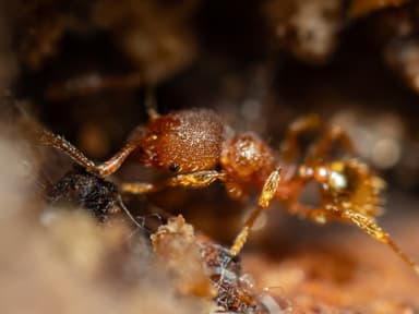 Pheidole dentigula photo 16