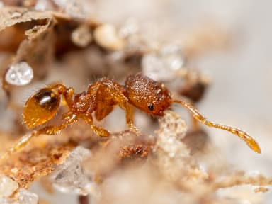 Pheidole dentigula photo 17