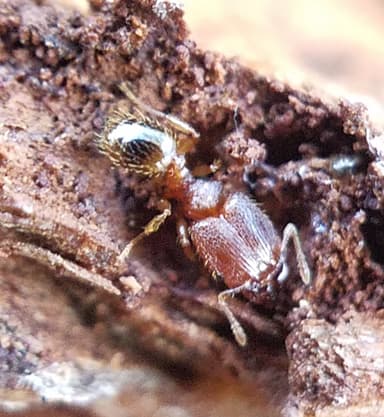 Pheidole dentigula photo 21