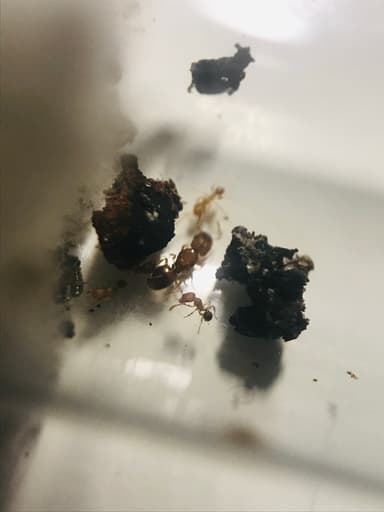 Pheidole dentigula photo 25