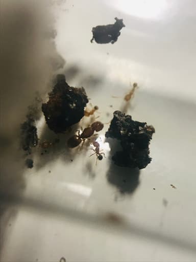 Pheidole dentigula photo 26