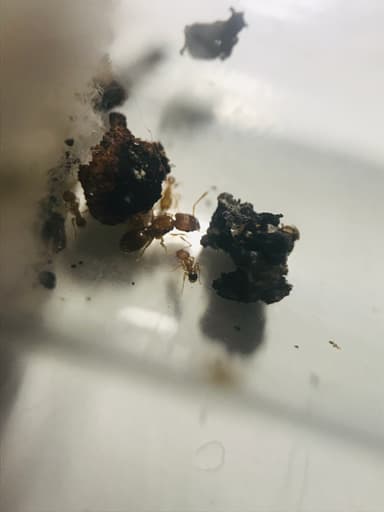 Pheidole dentigula photo 27