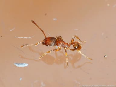 Pheidole dentigula photo 29