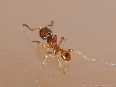 Pheidole dentigula photo 31