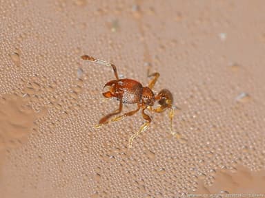 Pheidole dentigula photo 32