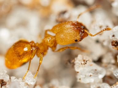 Pheidole dentigula photo 33