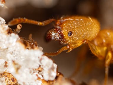 Pheidole dentigula photo 34