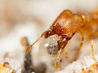 Pheidole dentigula photo 35