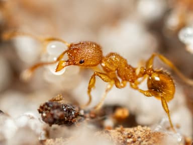 Pheidole dentigula photo 36