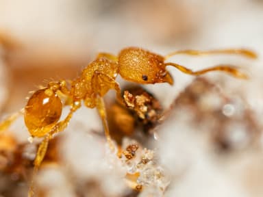 Pheidole dentigula photo 37