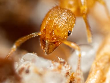 Pheidole dentigula photo 38