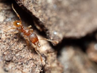 Pheidole dentigula photo 39